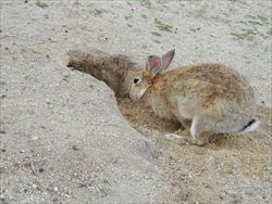 穴掘りウサギ