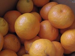 柑橘加工はまだまだ続く。